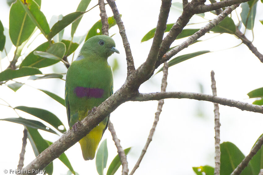 Dwarf Fruit Dove male adult