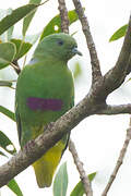 Dwarf Fruit Dove