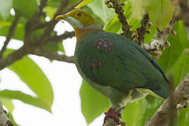 Pink-spotted Fruit Dove