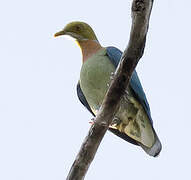 Pink-spotted Fruit Dove