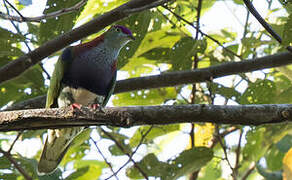 Superb Fruit Dove