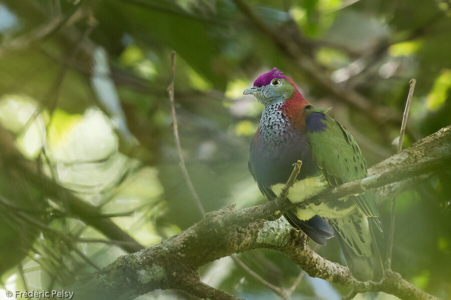 Superb Fruit Doveadult