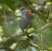 Superb Fruit Dove