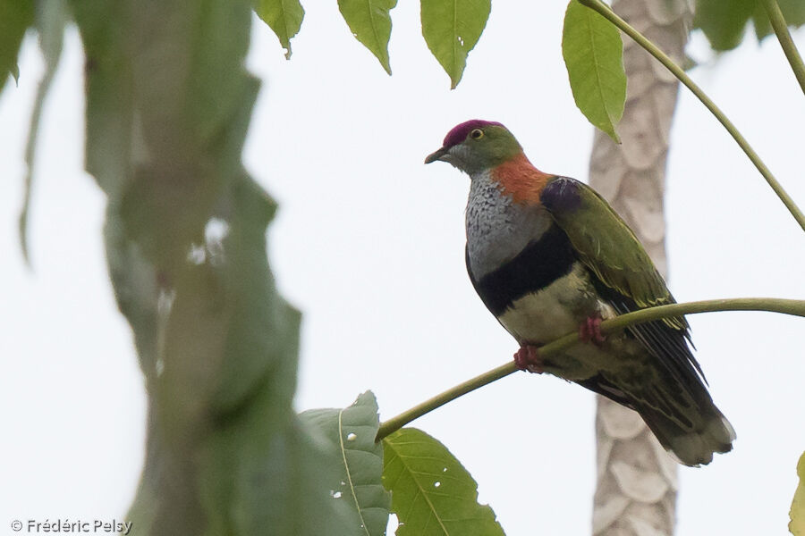 Superb Fruit Dove