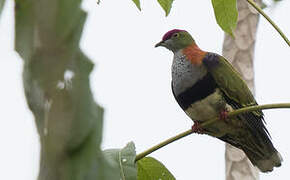 Superb Fruit Dove