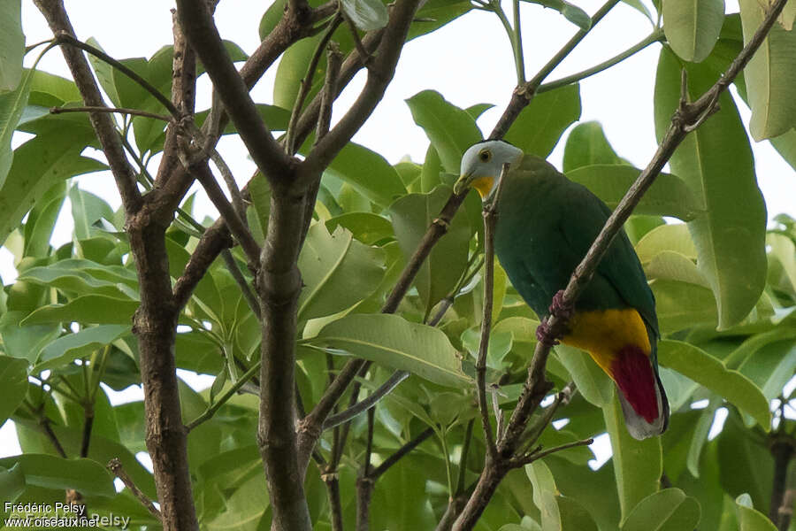 Black-naped Fruit Doveadult, identification