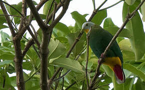 Black-naped Fruit Dove