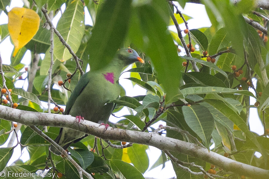 Claret-breasted Fruit Dove