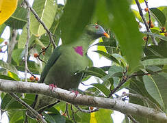 Claret-breasted Fruit Dove