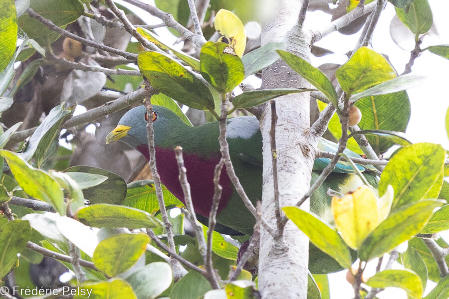 Claret-breasted Fruit Dove