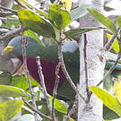 Ptilope turvert