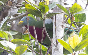 Claret-breasted Fruit Dove