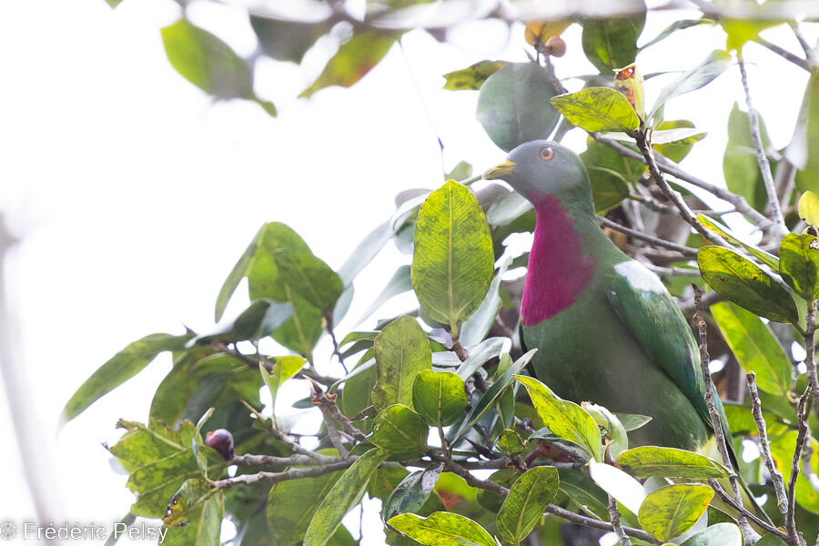 Claret-breasted Fruit Dove