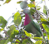 Claret-breasted Fruit Dove