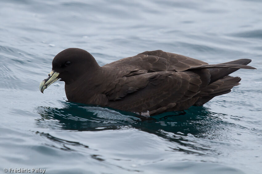 White-chinned Petrel