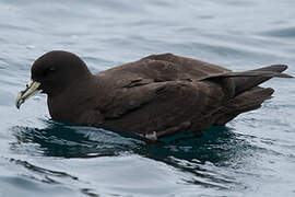 White-chinned Petrel