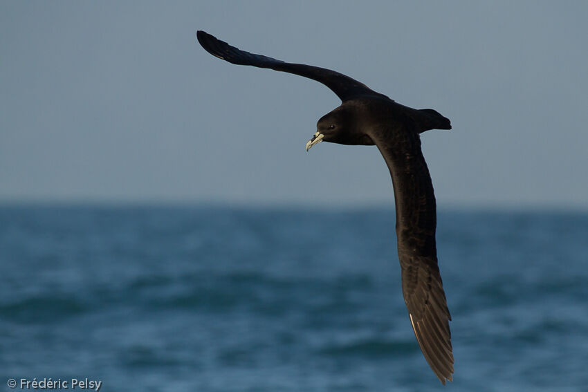 White-chinned Petrel