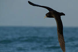 White-chinned Petrel