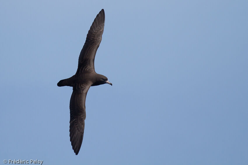 Flesh-footed Shearwater