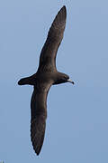 Flesh-footed Shearwater