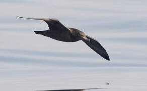 Flesh-footed Shearwater