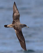 Cory's Shearwater