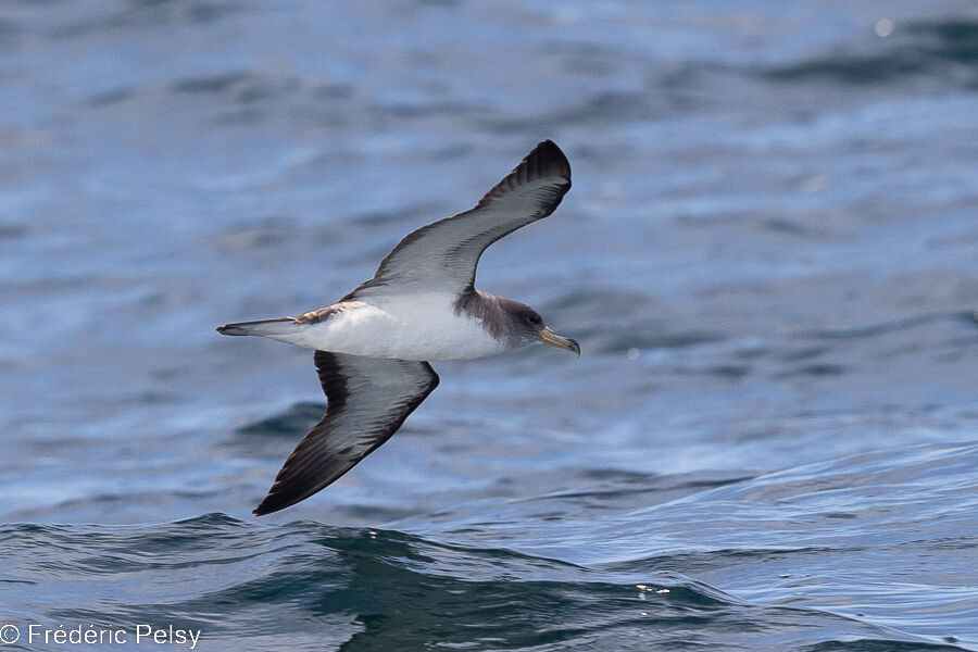 Cory's Shearwater