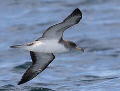 Cory's Shearwater