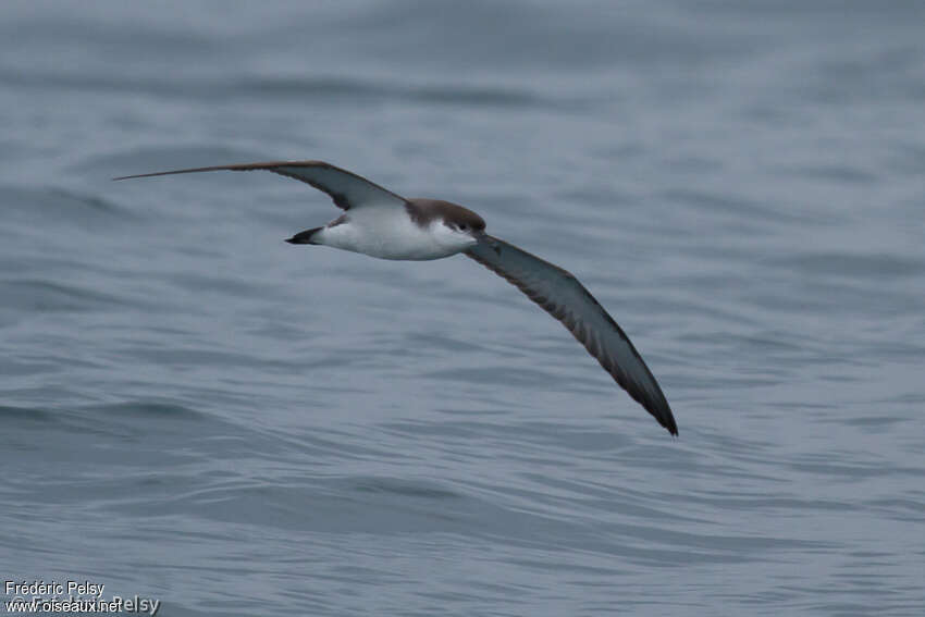 Buller's Shearwater, Flight