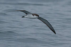 Buller's Shearwater