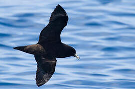 Black Petrel