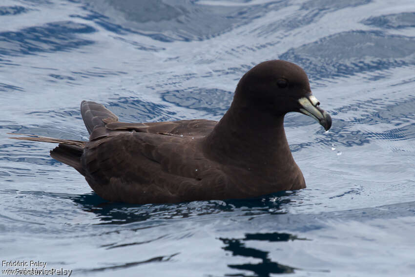 Black Petreladult, identification