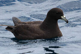 Black Petrel