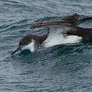 Puffin des Anglais