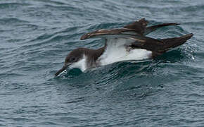 Manx Shearwater