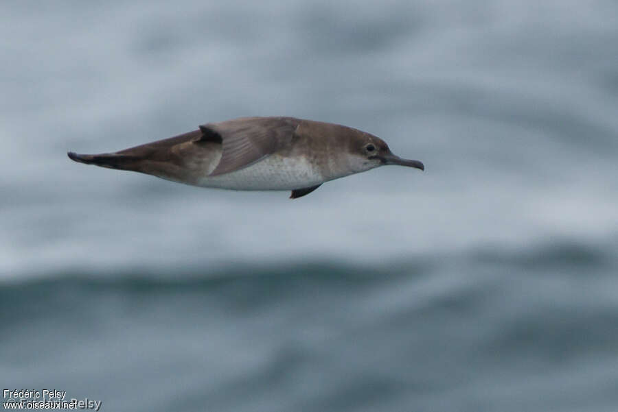 Balearic Shearwater, Flight