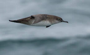 Balearic Shearwater