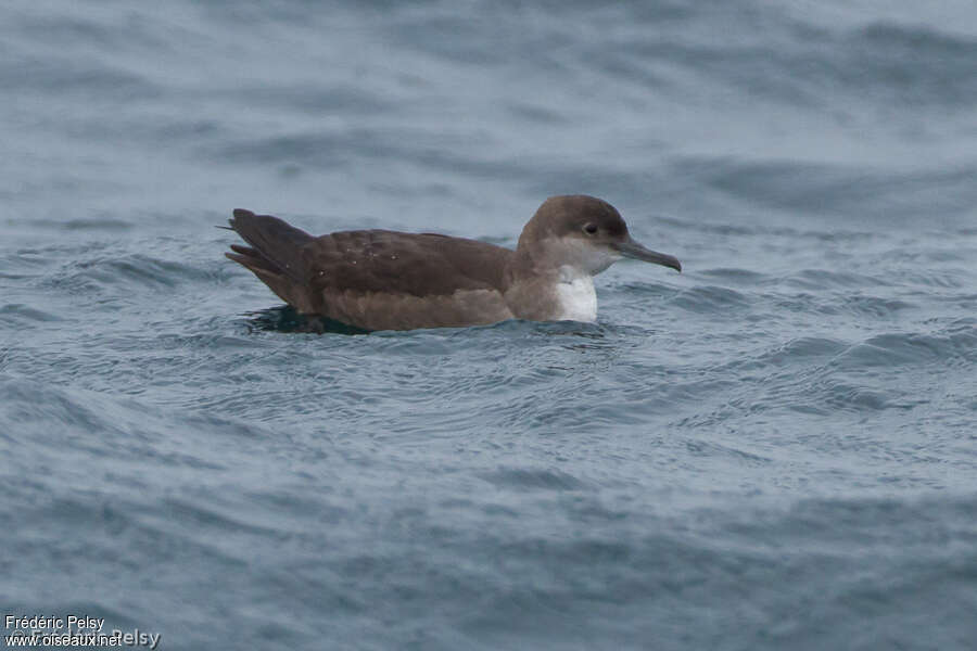 Balearic Shearwater, identification