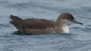 Balearic Shearwater