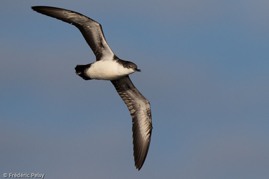 Galapagos Shearwater, Flight