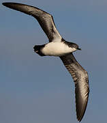 Galapagos Shearwater