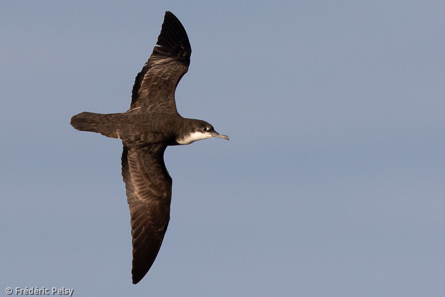 Puffin des Galapagos, Vol