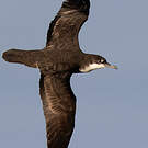 Puffin des Galapagos