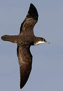 Galapagos Shearwater