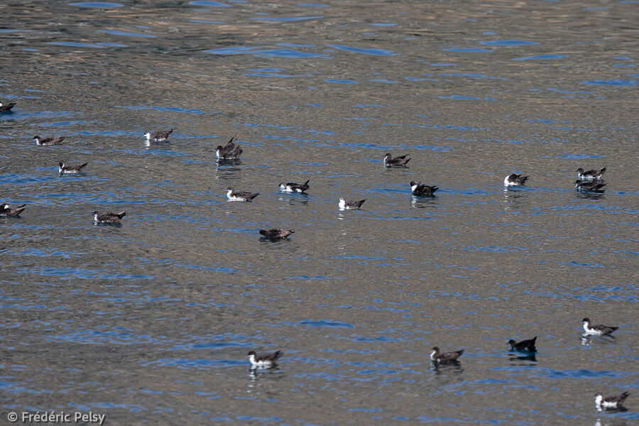 Galapagos Shearwater