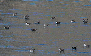 Galapagos Shearwater