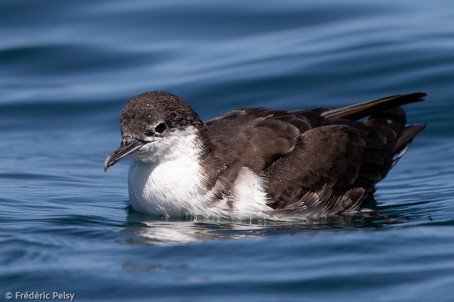 Galapagos Shearwater