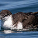 Puffin des Galapagos