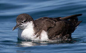 Galapagos Shearwater