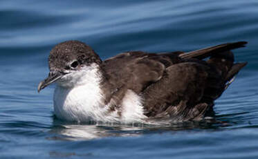 Puffin des Galapagos